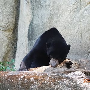 Sun Bear (Helarctos malayanus)