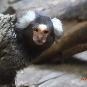 Common Marmoset (Callithrix jacchus)