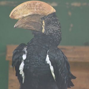 Silvery-cheeked hornbill