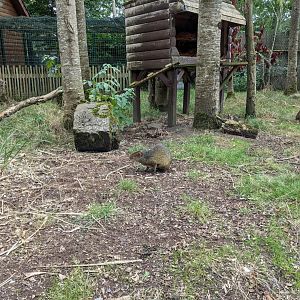 Agouti Enclosure