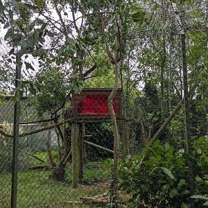 Binturong Enclosure