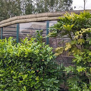 Tayra Enclosure (near impossible to view!)