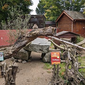 Meerkat Enclosure