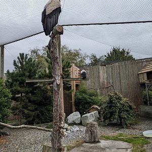 King Vulture Enclosure
