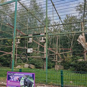 Macaque Enclosure