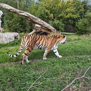Amur Tiger