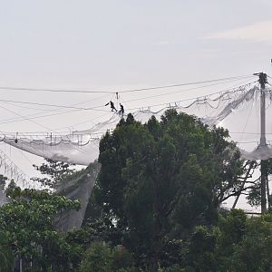 Rainforest Wild Africa - Lemur Land (under construction)