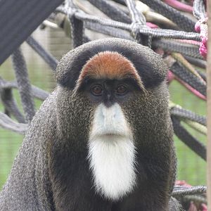 De Brazza’s Monkey - Ludo
