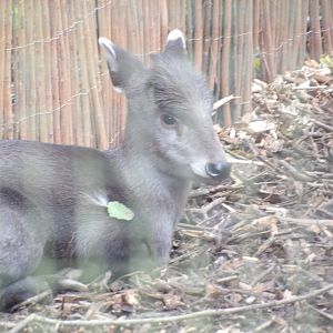 Michie’s Tufted Deer