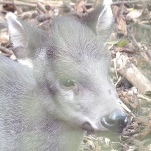 Michie’s Tufted Deer