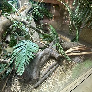 Reptile House - Blood python exhibit 030924