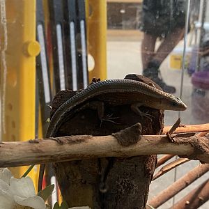 Reptile House - Golden sun skink 030924