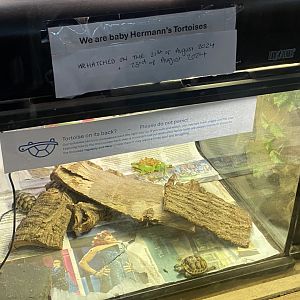 Reptile House - Juvenile Hermann’s tortoise exhibit 030924