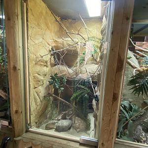 Reptile House - Western hognose snake exhibit 030924