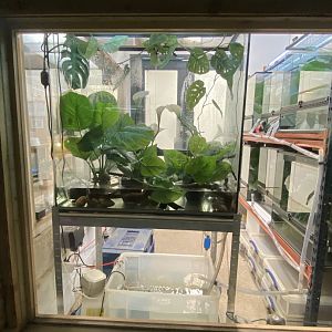 Reptile House - Lemur leaf frog exhibit 030924