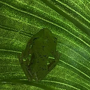 Reptile House - Lemur leaf frog 030924