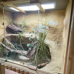 Reptile House - Sudan plated lizard exhibit 030924