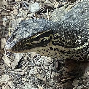 Reptile House - Yellow-spotted monitor 030924