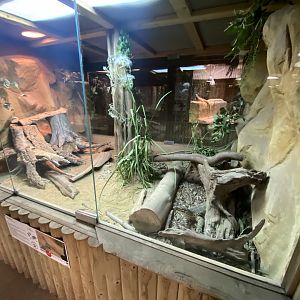 Reptile House - Yellow-spotted monitor exhibit 030924