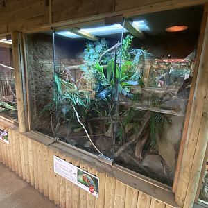 Reptile House - Panther chameleon exhibit 030924