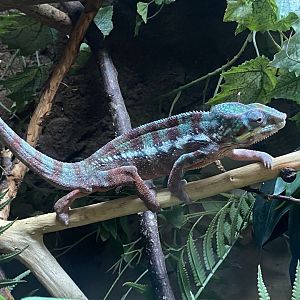Reptile House - Panther chameleon 030924