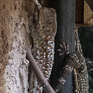 Reptile House - Tokay gecko 030924