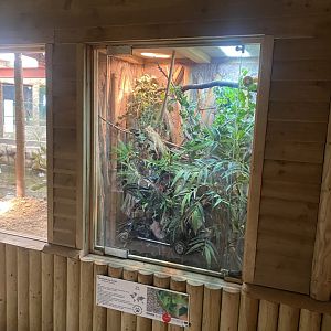 Reptile House - Standing’s day gecko exhibit 030924