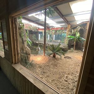 Reptile House - West African dwarf crocodile exhibit 030924