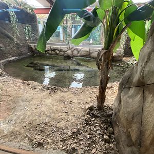 Reptile House - West African dwarf crocodile exhibit 030924