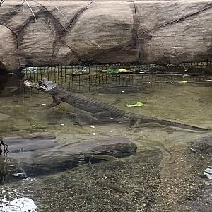 Reptile House - West African dwarf crocodile 030924