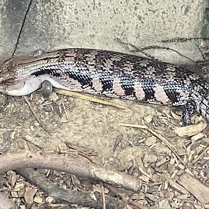 Reptile House - Centralian blue-tongued skink 030924