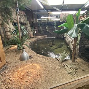 Reptile House - Spectacled caiman exhibit 030924