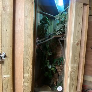 Reptile House - White’s tree frog exhibit 030924