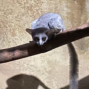 Nocturnal House - Senegal bushbaby 030924