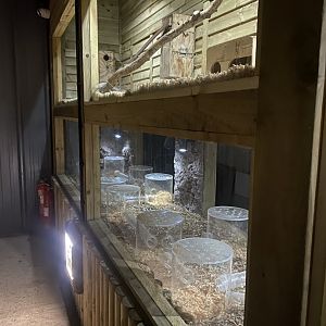 Nocturnal House - Naked mole rat exhibit 030924