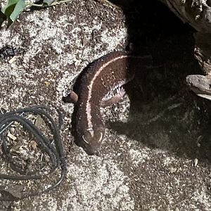 Nocturnal House - African fat-tailed gecko? 030924