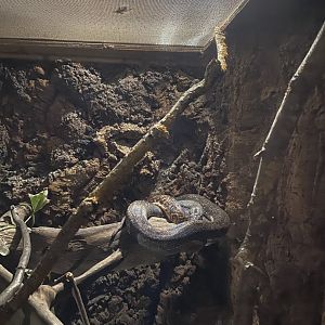 Nocturnal House - Savu python 030924