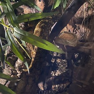 Nocturnal House - New Caledonia giant gecko 030924