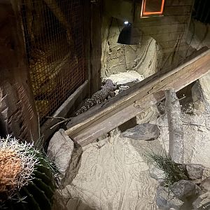 Nocturnal House - Gila monster exhibit 030924