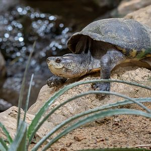 Mexican mud turtle (Kinosternon integrum)