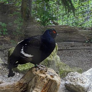 Black grouse (Lyrurus tetrix)
