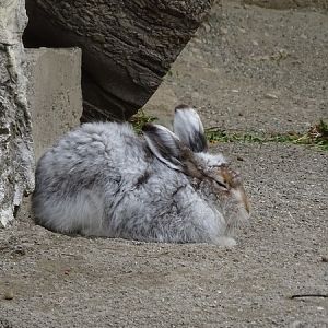 Alps hare (Lepus timidus varronis)