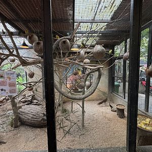 Aviary (3 species)