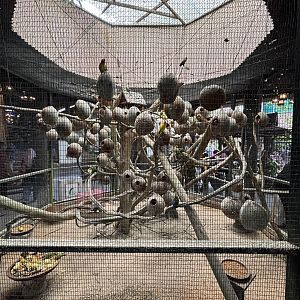 Aviary (3 species)