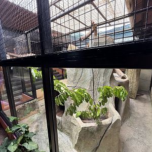 Raccoon Exhibit