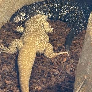 Tegus (including an albino)