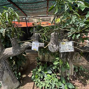 Malayan Jungle Nymph Exhibit (open-topped)