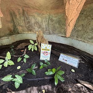 Open-topped Millipede Exhibit