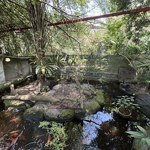 Black Swan + Koi Pond