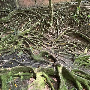 Crazy jungle tree roots